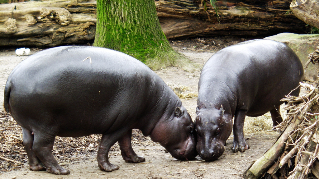 Pygmy Hippopotamus