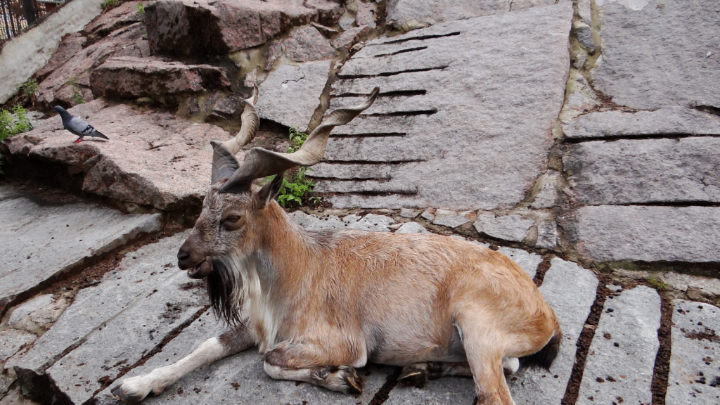 Markhor