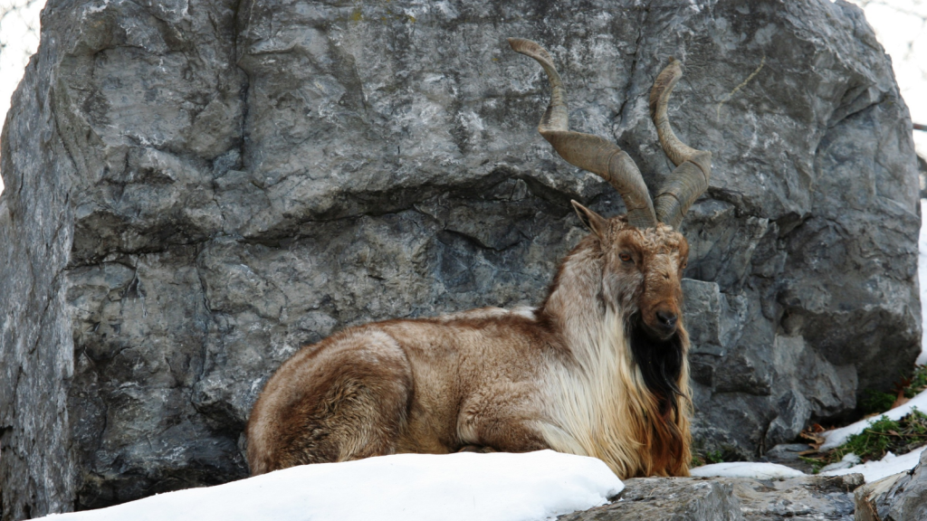 Markhor