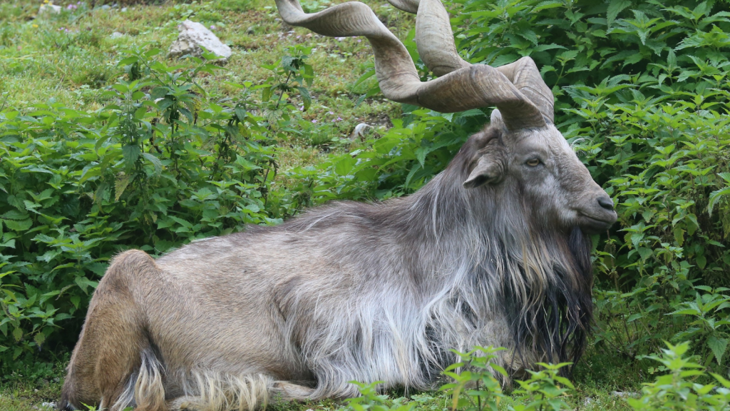 Markhor