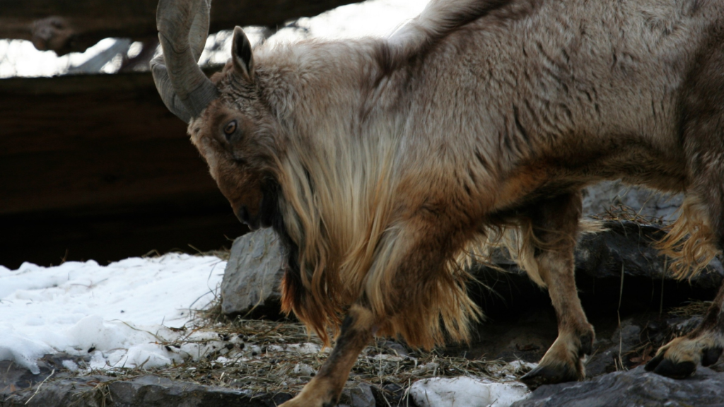 Markhor