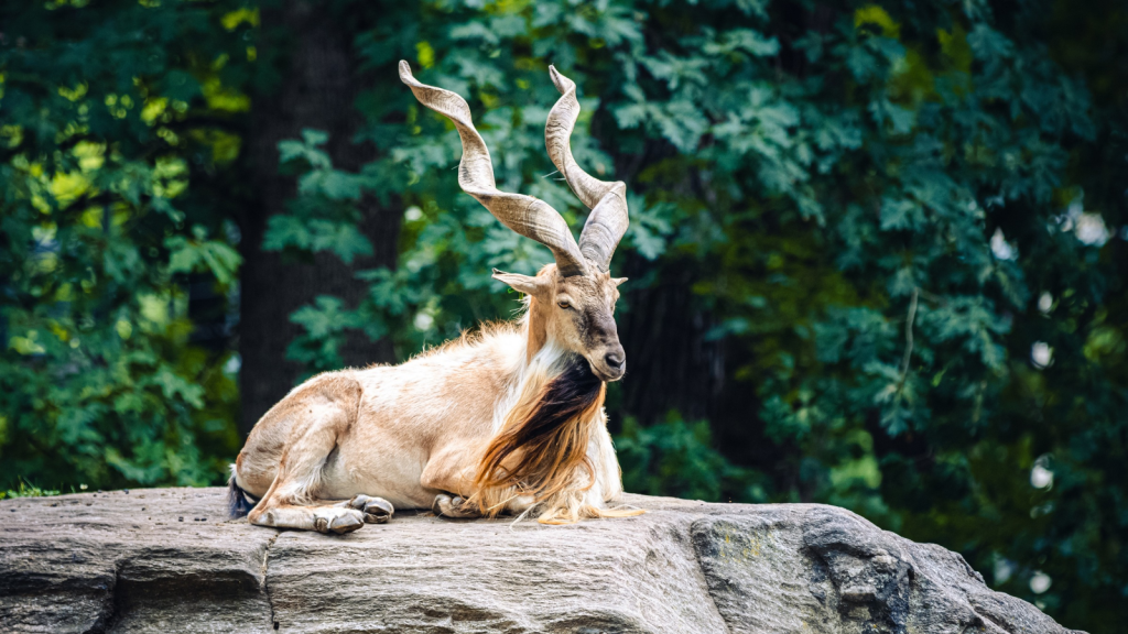 Markhor