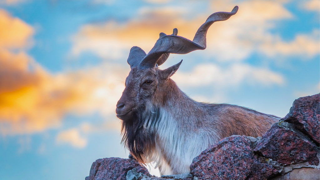 Markhor | Horns, Hooves, and Surprises: Unveiling Pakistan's National Animal