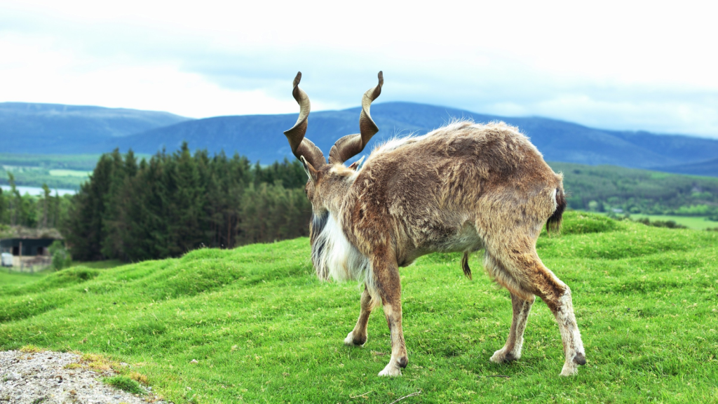 Markhor