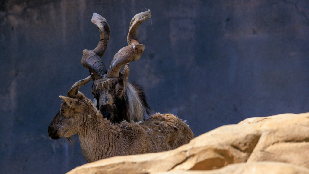 Markhor