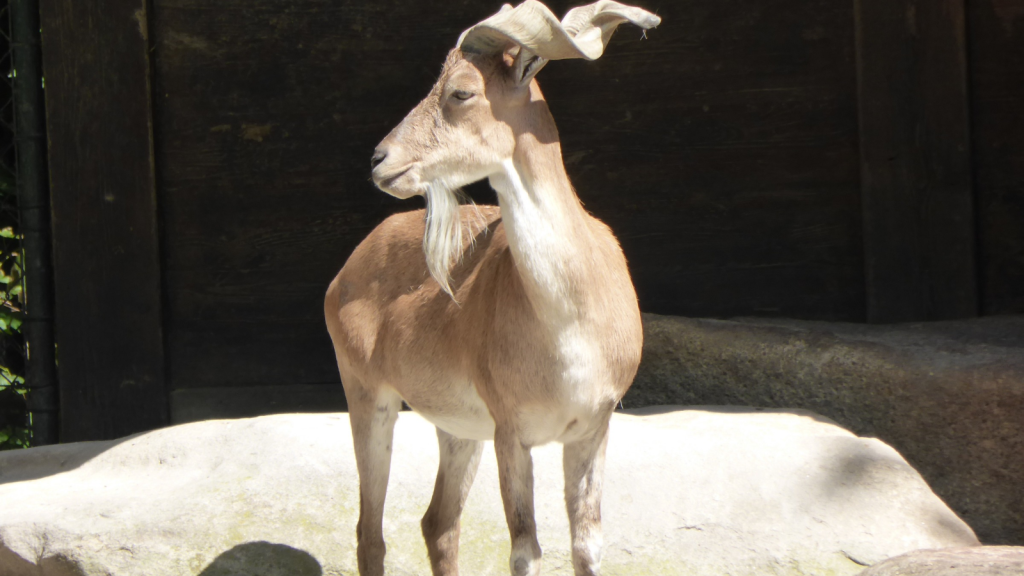 Markhor