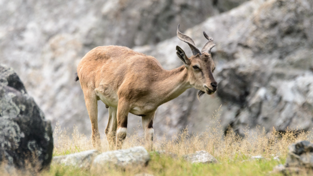 Markhor