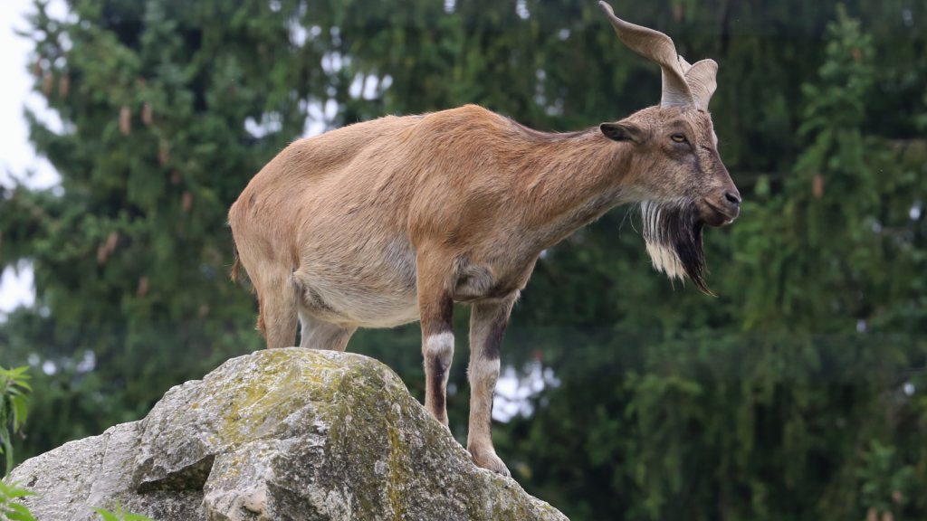 Markhor