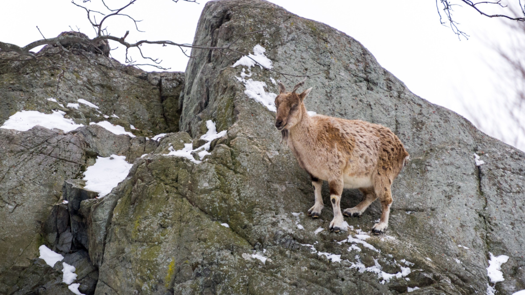 Markhor