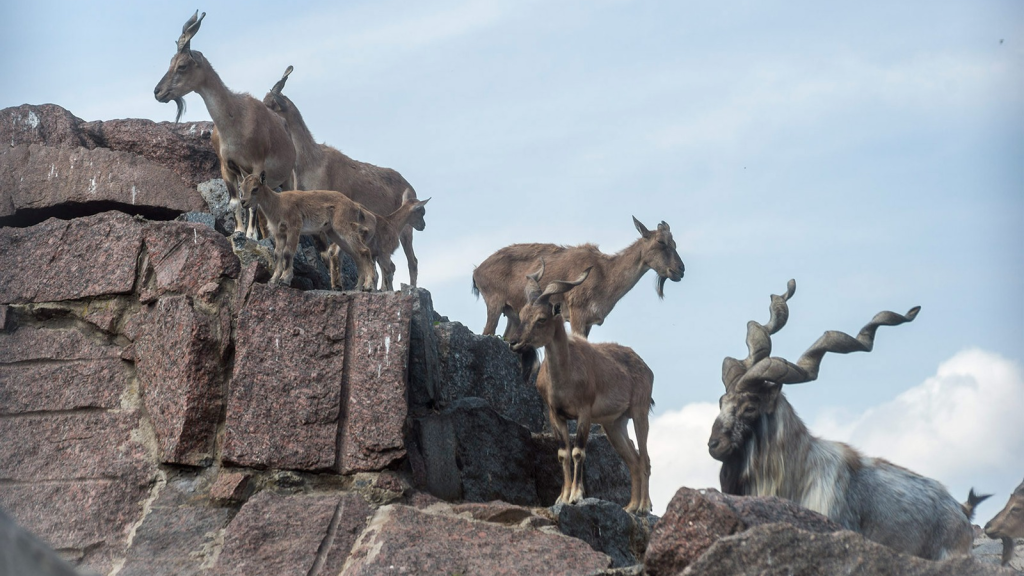 Markhor