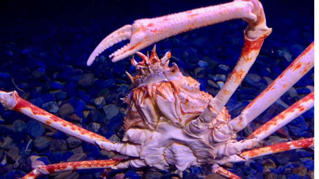 Japanese Spider Crab