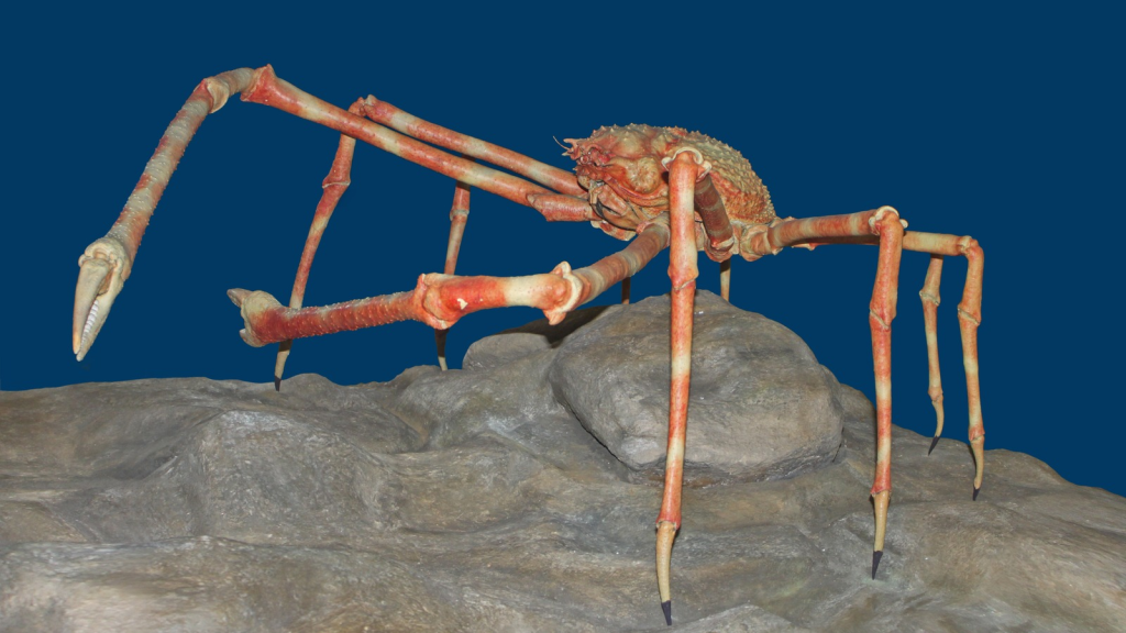 Japanese Spider Crab