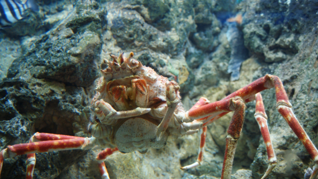 Japanese Spider Crab