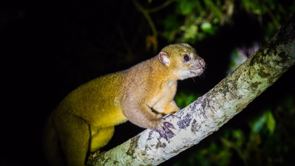 Kinkajou