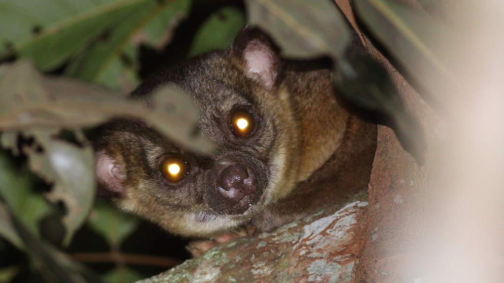 Kinkajou