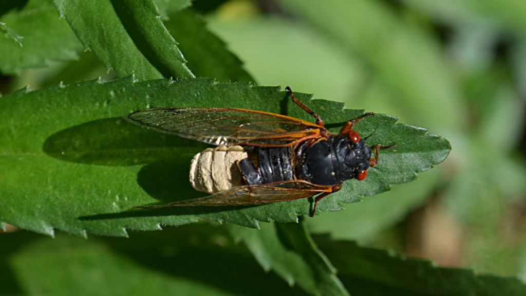 Periodical Cicada