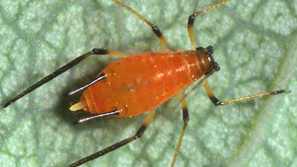 Aphid