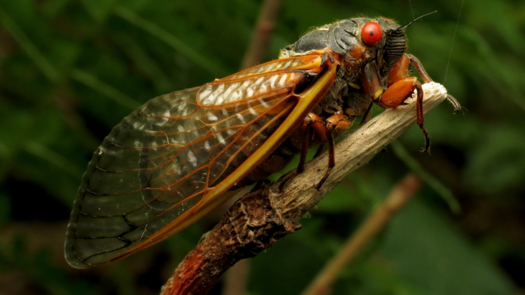 Periodical Cicada | Nature's Weirdest: 15 Insects With Unbelievable Life Stories