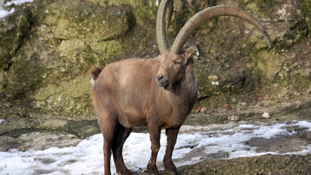 Alpine Ibex