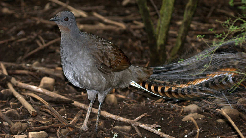 Lyrebird