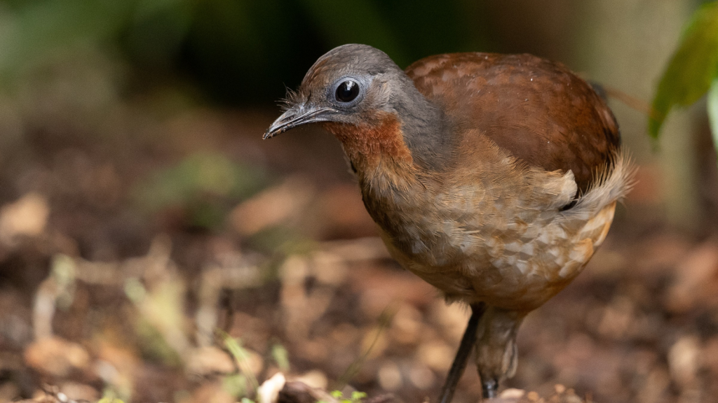 Lyrebird | Unbelievable Animal Abilities That Will Blow Your Mind