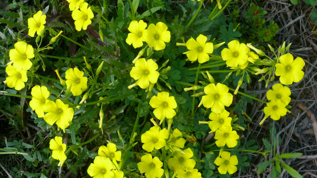 Wood Sorrel