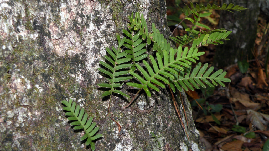 Resurrection Fern