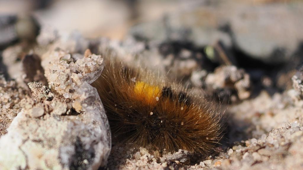 Arctic Woolly Bear Moth