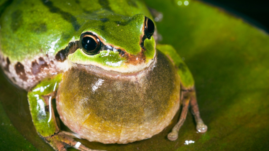 Chorus Frog | Natures Antifreeze Creatures That Defy Ice