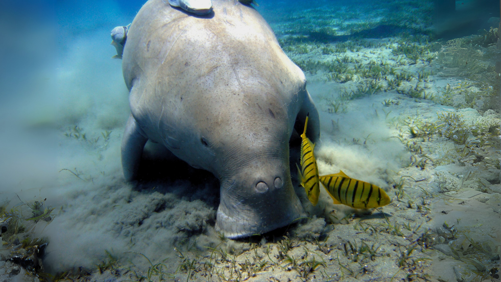 Dugong