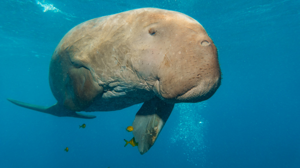 Dugong