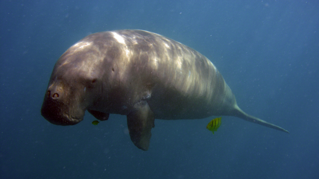 Dugong