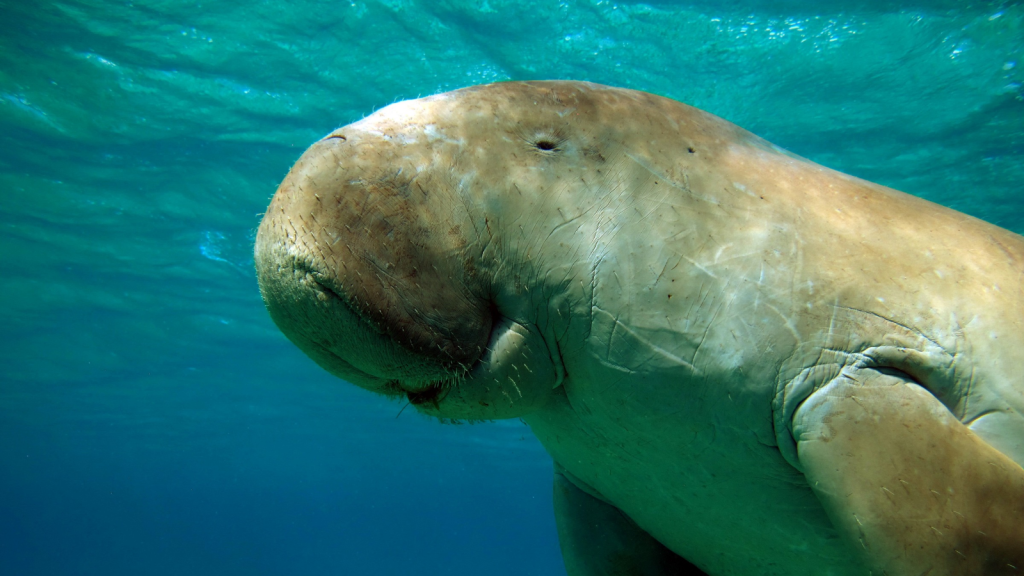 Dugong