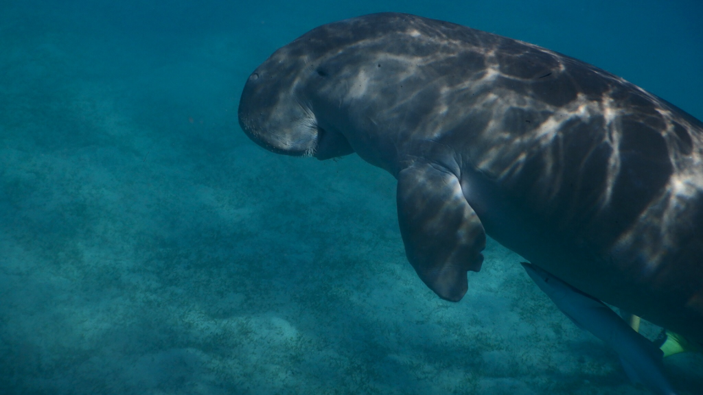 Dugong