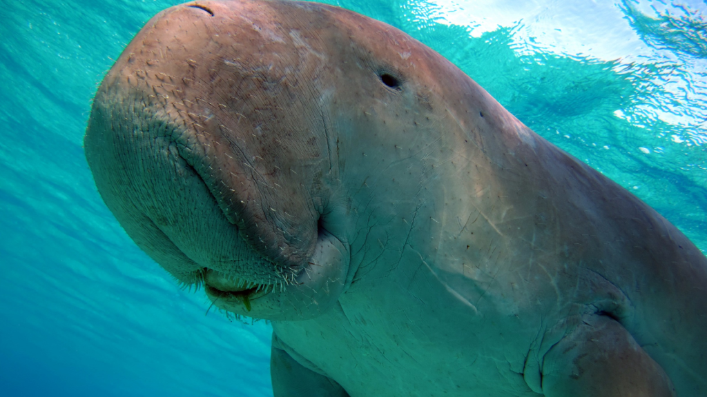 Dugong