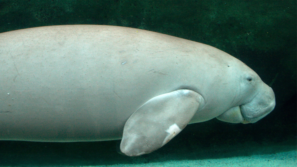 Dugong