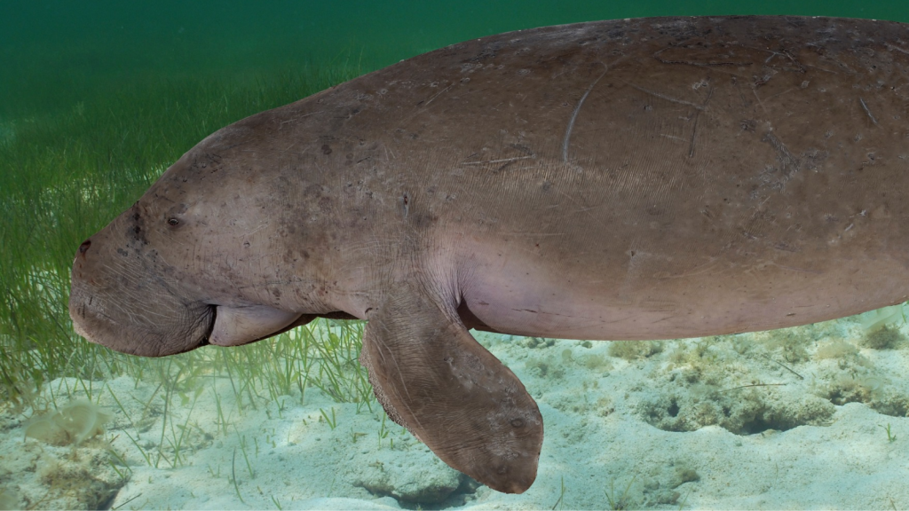 Dugong