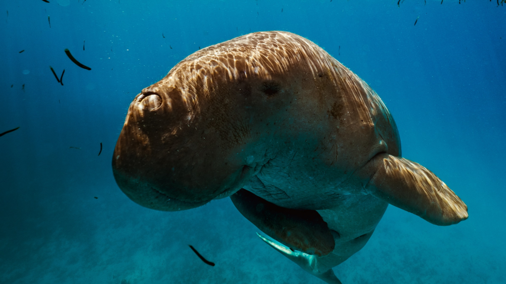 Dugong