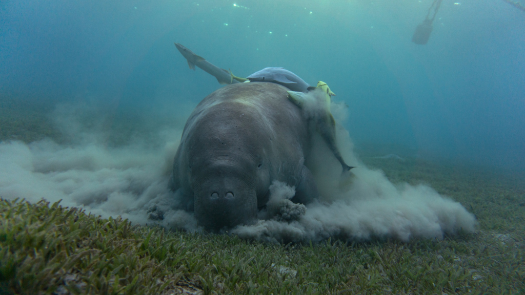 Dugong