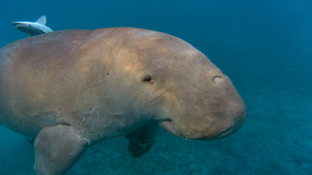 Dugong