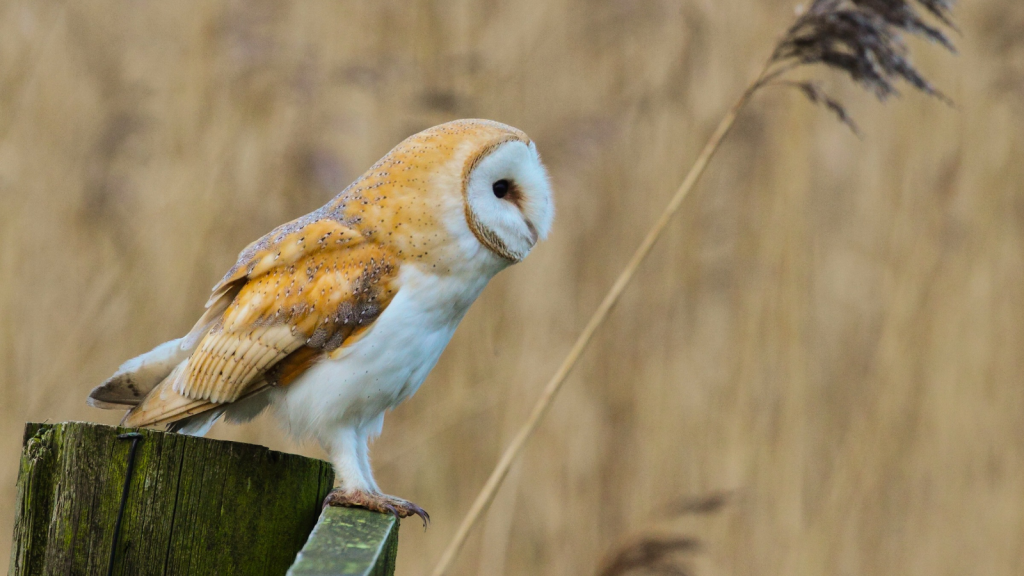 Barn Owl