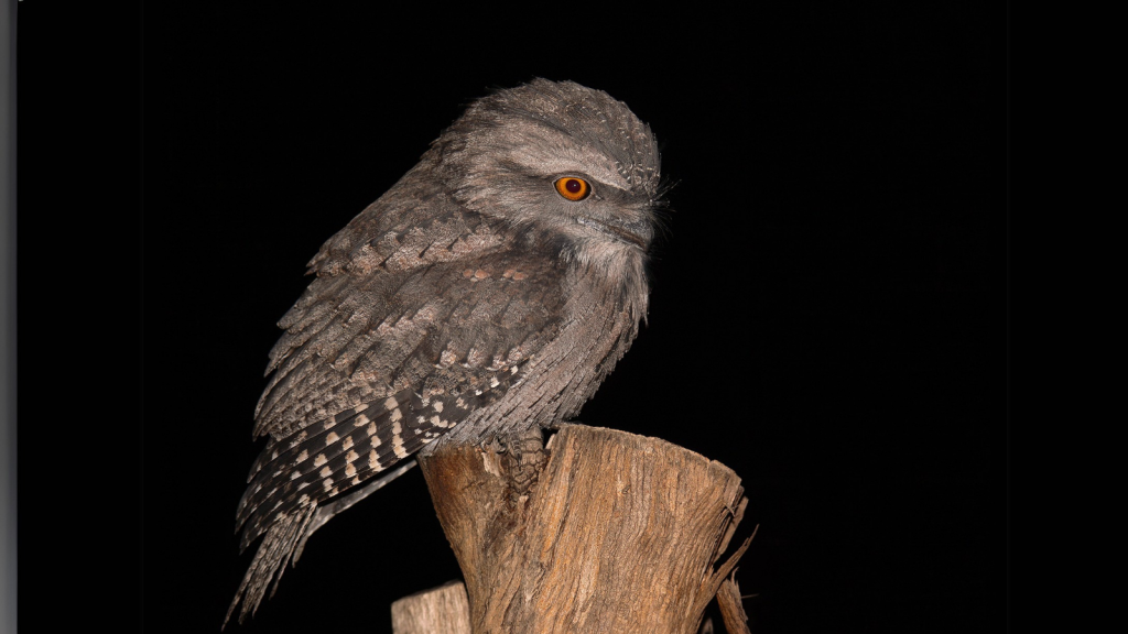 Tawny Frogmouth