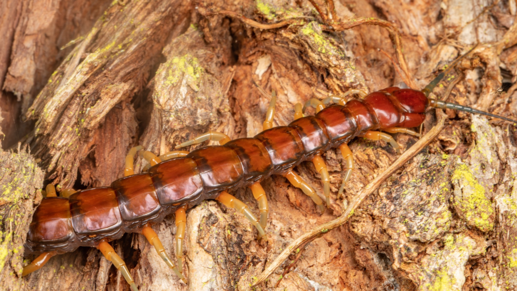 Giant Centipede