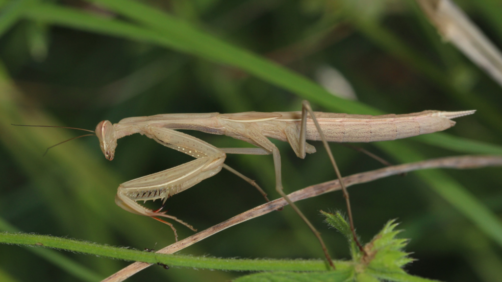 Praying Mantis 