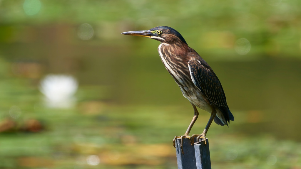 Green Heron