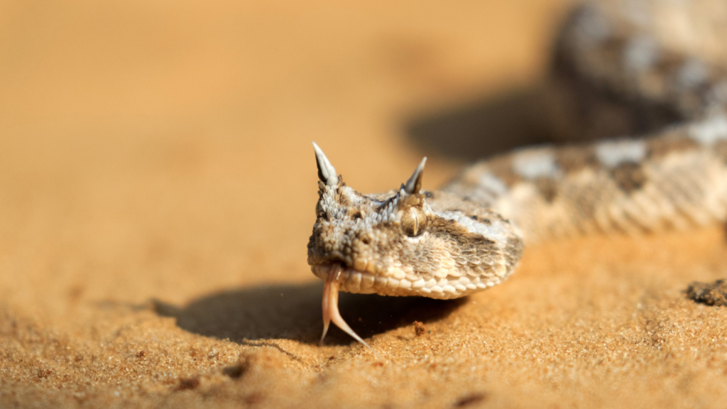 Horned Viper