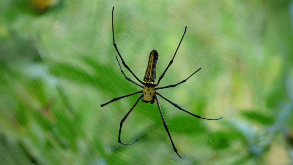 Giant Wood Spider