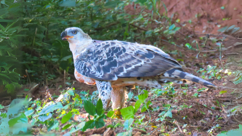 Crowned Eagle