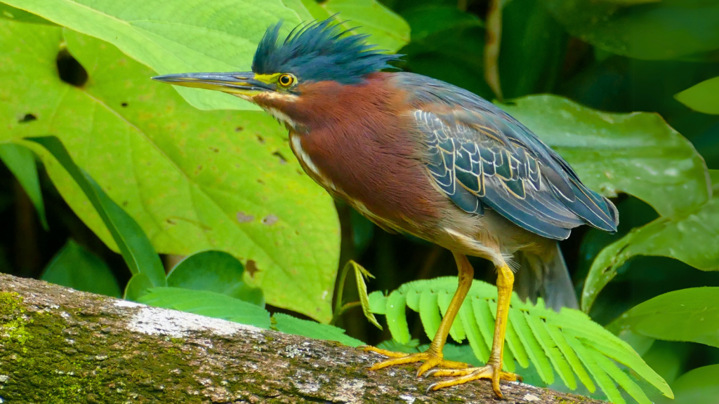 Green Heron