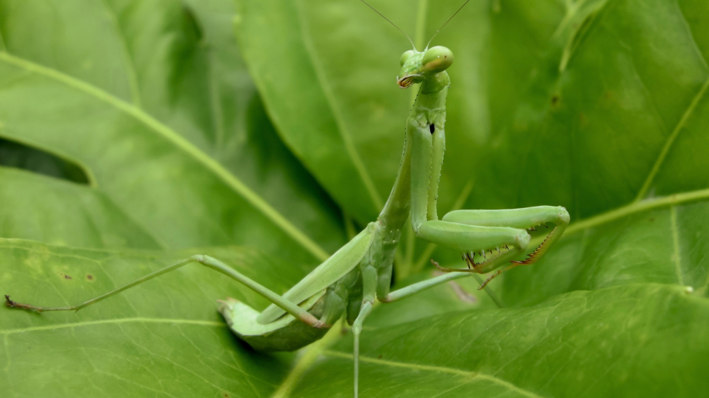 Praying Mantis